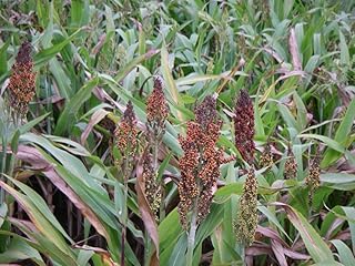 Japanese Millet - Duck - Food Plot - 5 LB